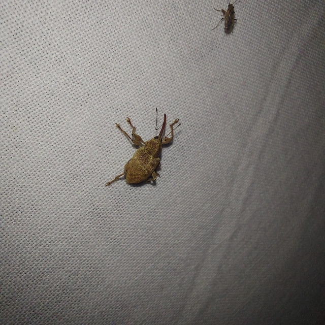 Curculio elephas - gesztenyezsuzsóka