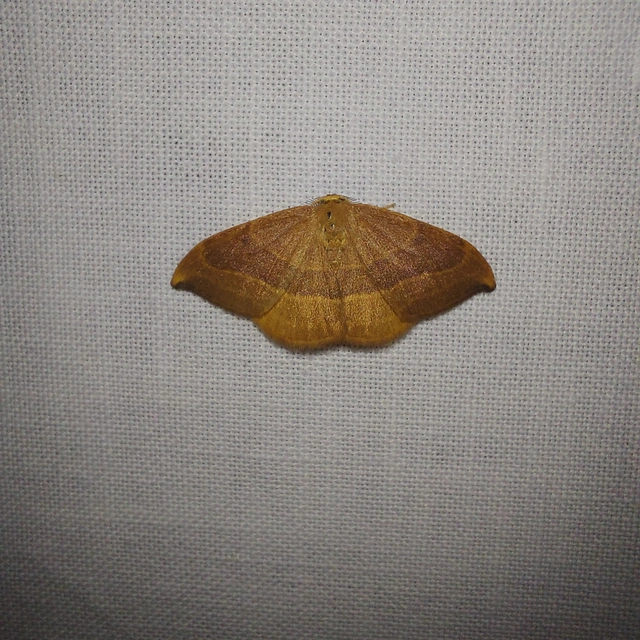 Watsonalla cultraria - bükkfa-sarlósszövő