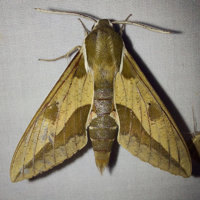 Hyles euphorbiae - kutyatejszender