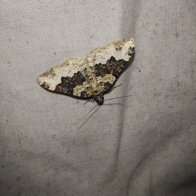 Epirrhoe galiata - sávos galajaraszoló