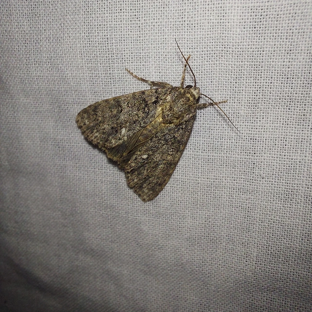 Acronicta rumicis - sóska-szigonyosbagoly