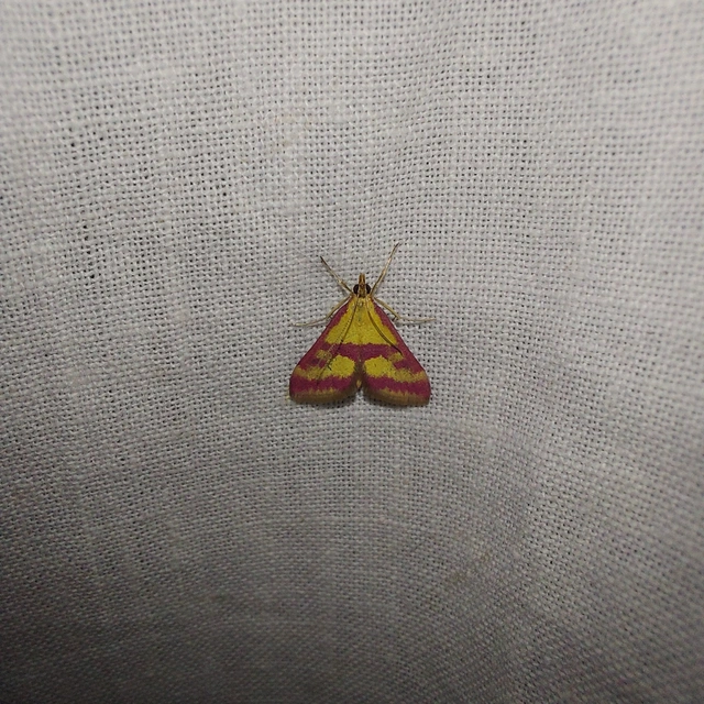 Pyrausta sanguinalis/virginalis
