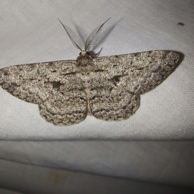 Hypomecis roboraria - nagy tölgyfaaraszoló