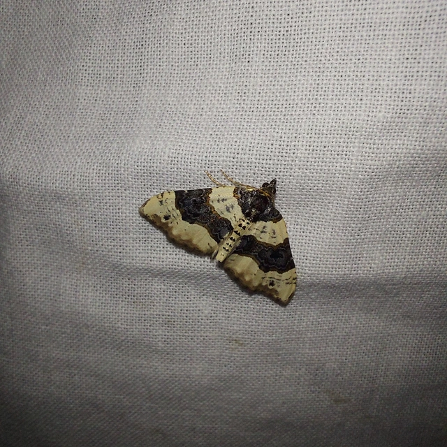 Cosmorhoe ocellata - szemes galajaraszoló