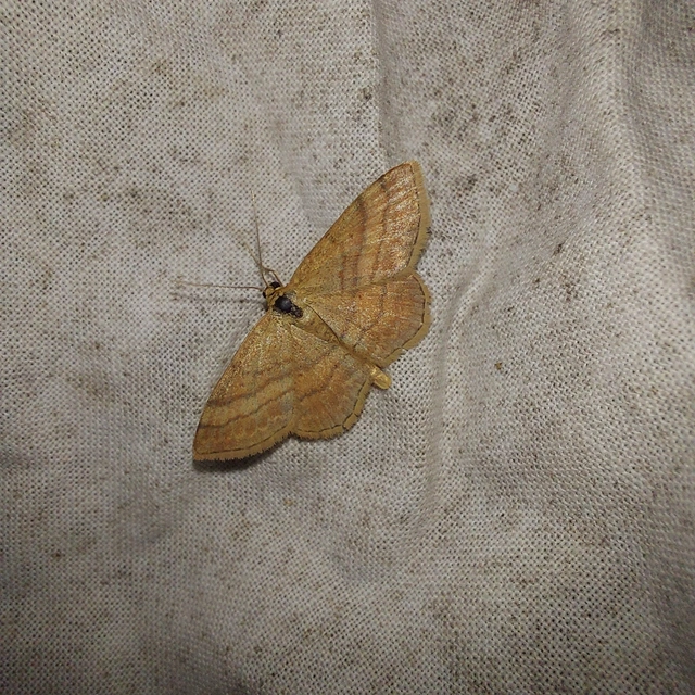 Scopula rubiginata - réti pirosaraszoló