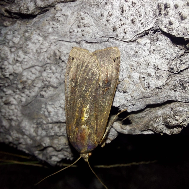 Noctua pronuba - nagy sárgafűbagoly
