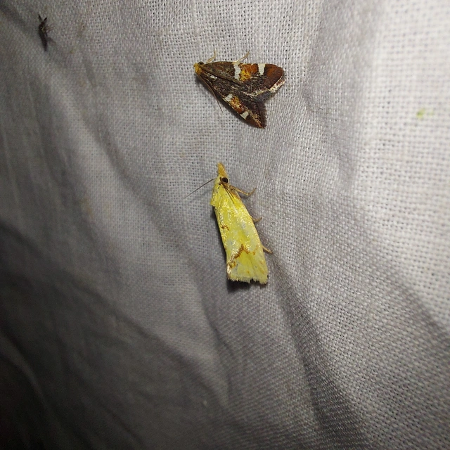 Agapeta hamana - közönséges sárgamoly