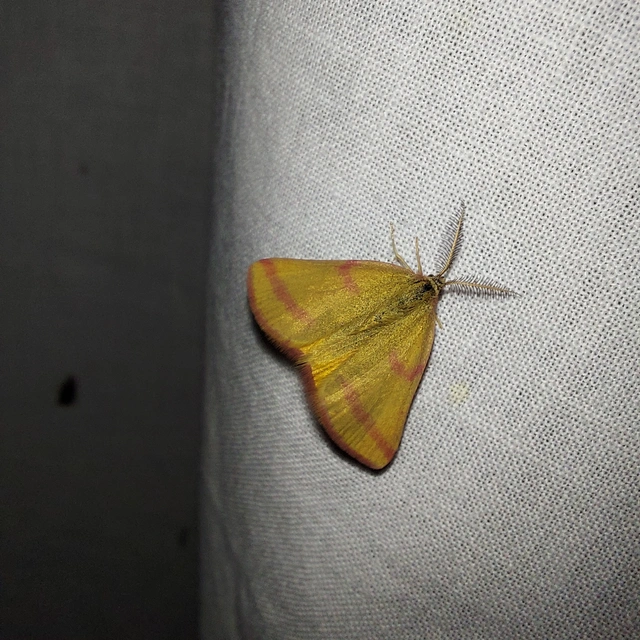 Lythria purpuraria - bíborsávos araszoló