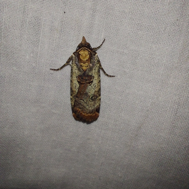 Epilecta linogrisea - karcsú sárgafűbagoly