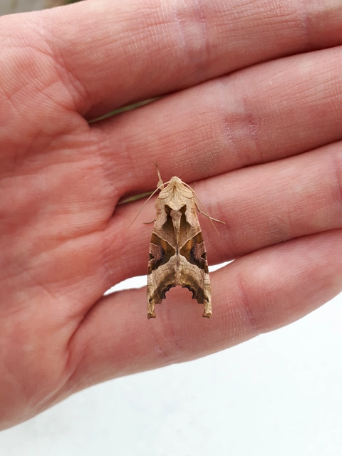 Phlogophora meticulosa - vándorló csipkésbagoly