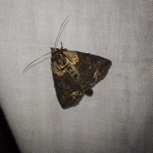 Abrostola agnorista - sziklalakó csalánbagoly