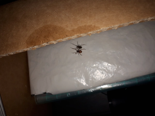 Steatoda