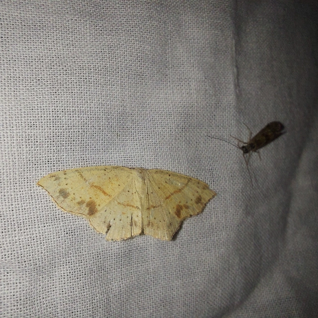 Cyclophora punctaria - sávos pettyesaraszoló