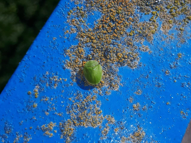 Cassida viridis - zöld pajzsbogár
