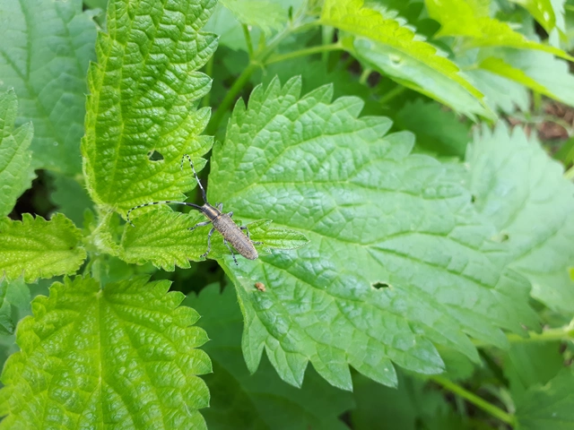 Agapanthia villosoviridescens - fehérgyűrűs bogáncscincér
