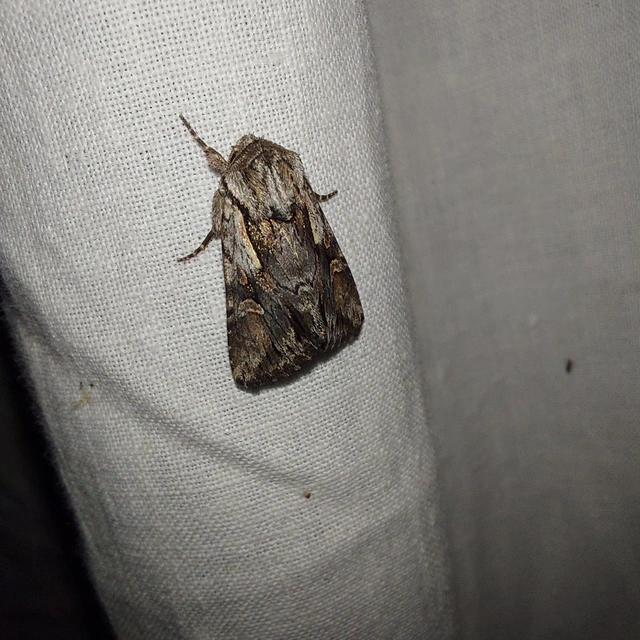 Chloantha hyperici - orbáncfű-sugarasbagoly
