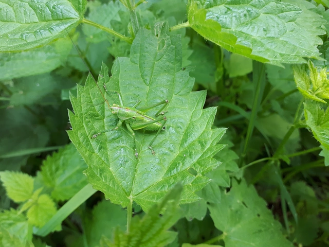Tettigonia