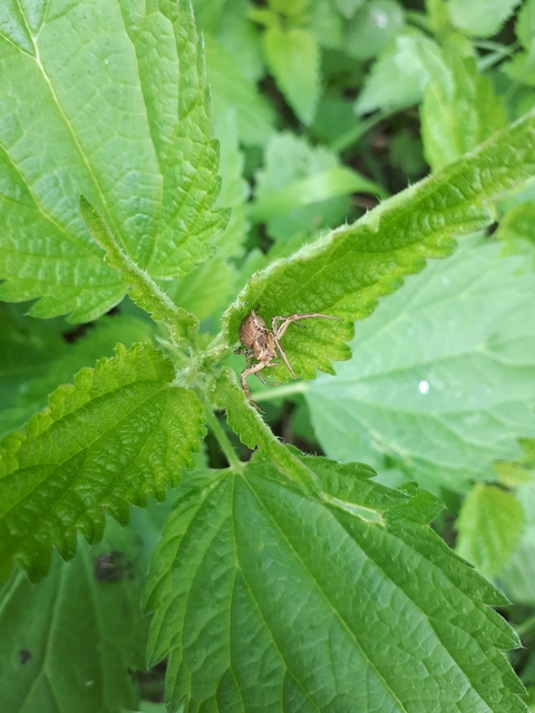 Thomisidae - karolópókok