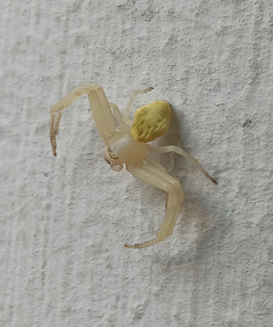 Misumena vatia - viráglakó karolópók