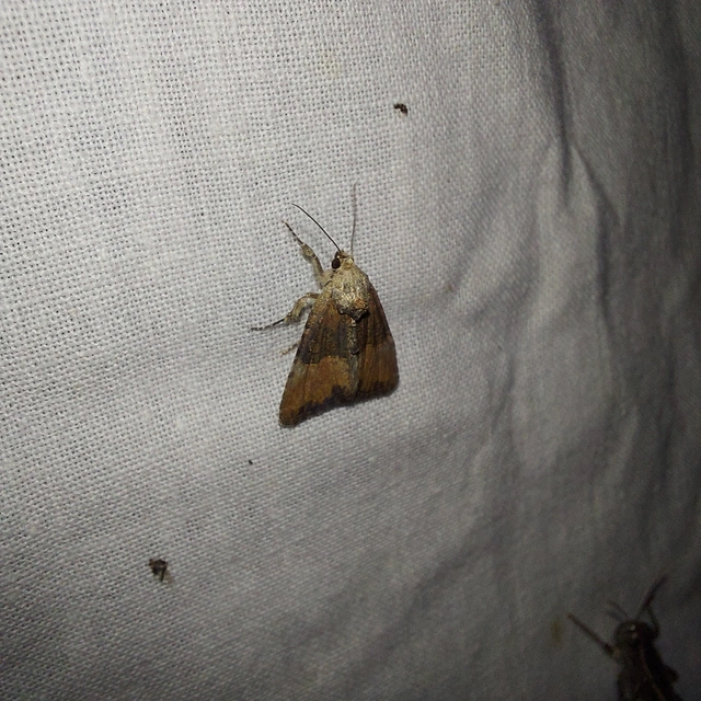 Mesoligia furuncula - kétszínű dudvabagoly