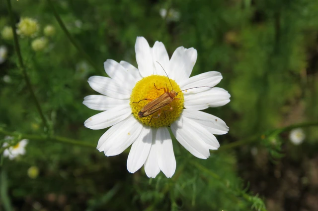 Oedemera podagrariae - székfű-álcincér