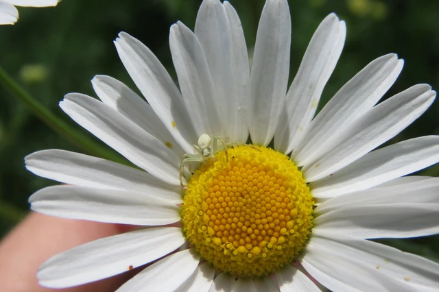 Misumena vatia - viráglakó karolópók