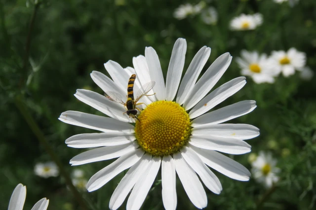 Sphaerophoria