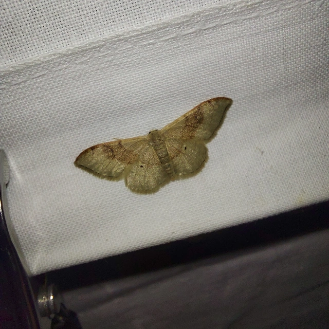 Idaea degeneraria - barnasávos araszoló