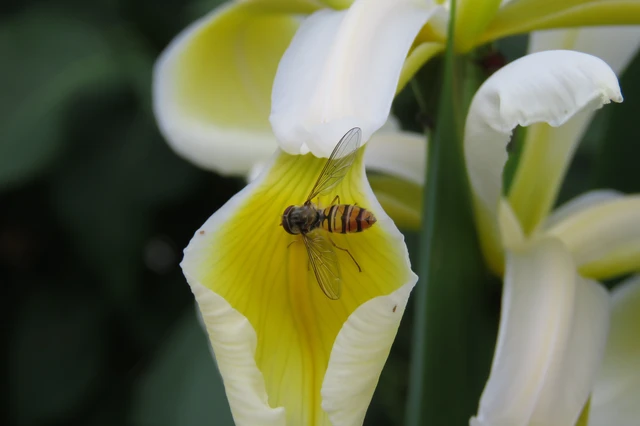 Episyrphus balteatus - ékfoltos zengőlégy