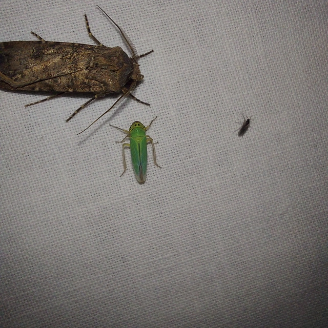 Cicadella viridis - méregzöld kabóca