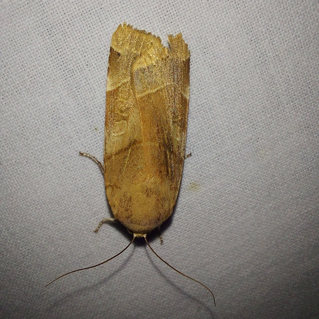 Noctua fimbriata - szélessávú sárgafűbagoly
