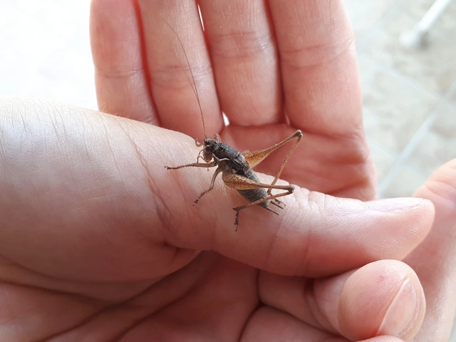 Pachytrachis gracilis - karcsú szöcske
