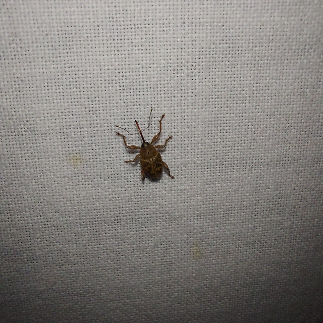 Curculio glandium - tölgymakkzsuzsóka