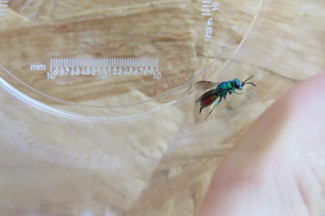 Chrysis taczanovskii