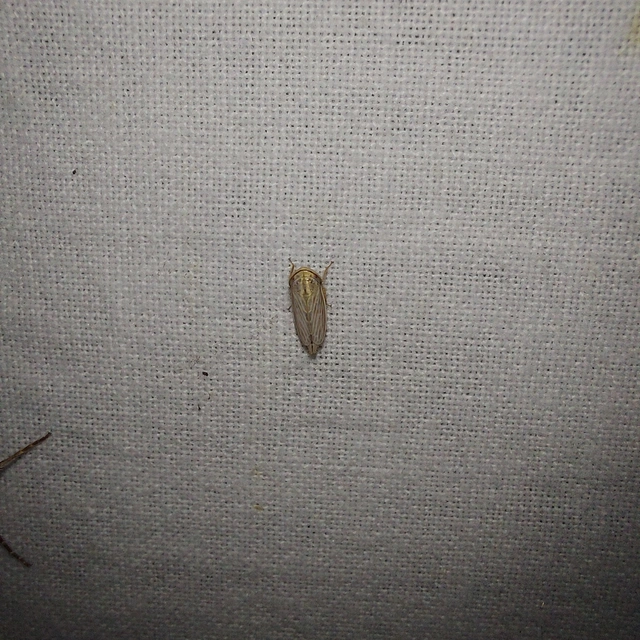 Artianus Artianus