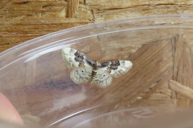 Idaea rusticata - tarka apróaraszoló