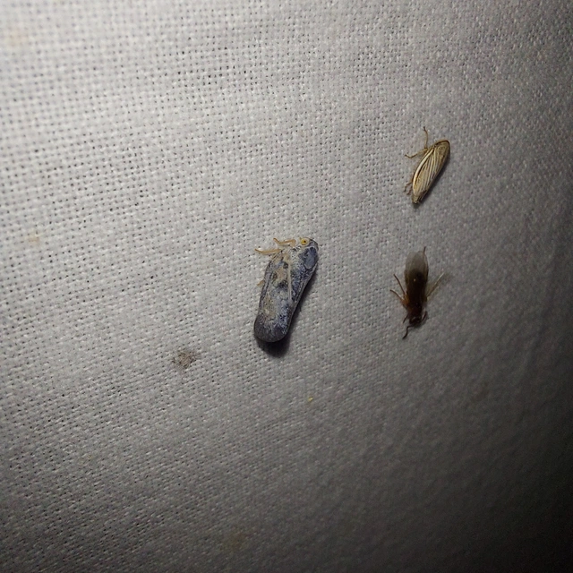 Metcalfa pruinosa - amerikai lepkekabóca