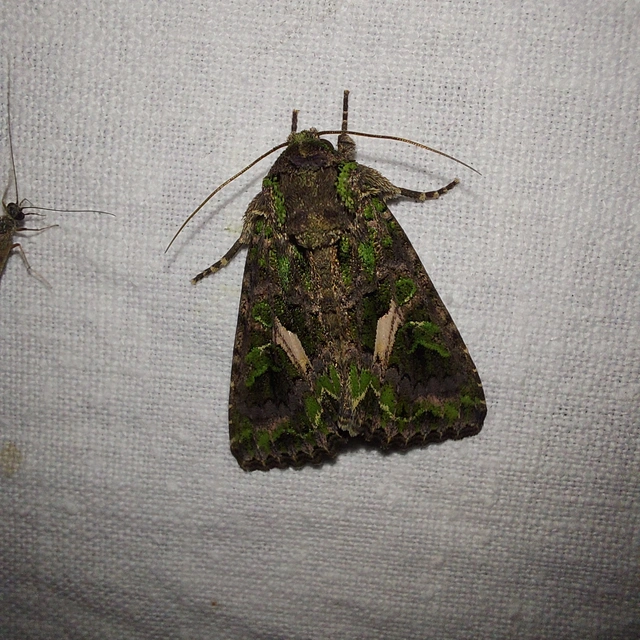 Trachea atriplicis - nyári zöldbagoly