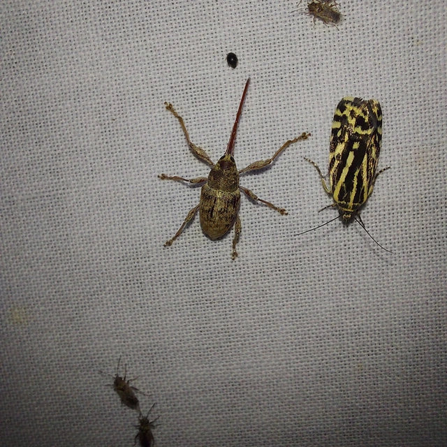 Curculio elephas - gesztenyezsuzsóka