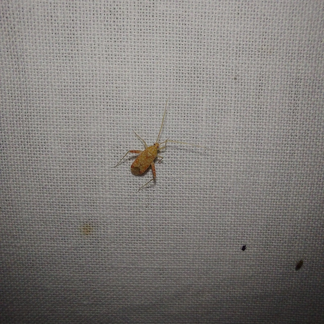 Phytocoris