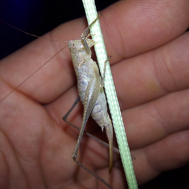 Rhacocleis germanica - német szöcske