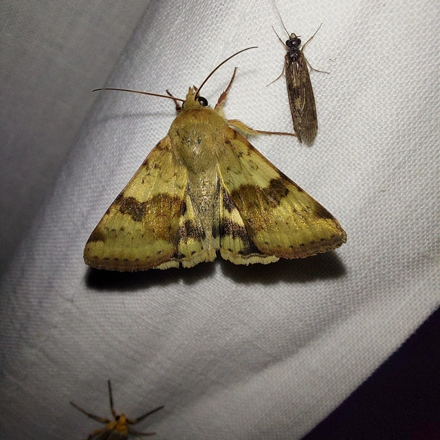 Heliothis viriplaca - mácsonyabagoly