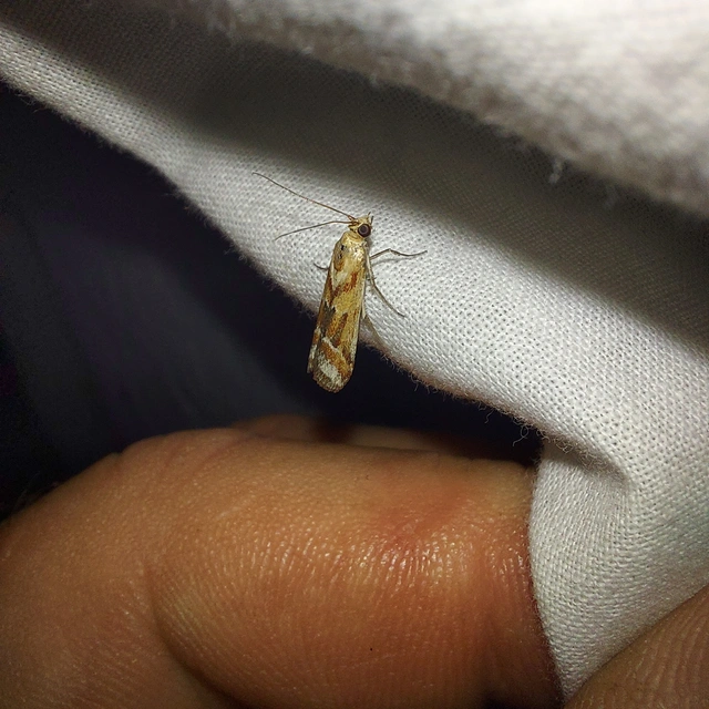 Ancylosis cinnamomella - fahéjszínű karcsúmoly
