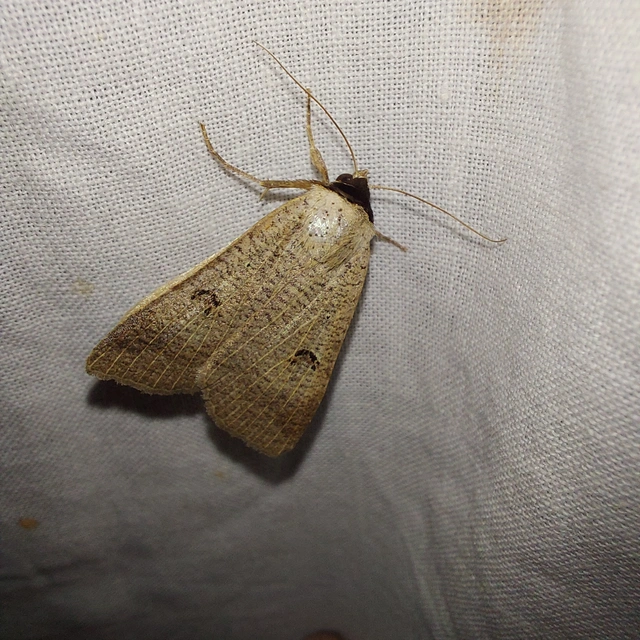 Lygephila craccae - gyakori csüdfűbagoly