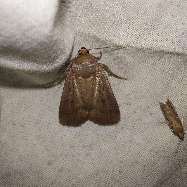 Amphipyra tragopoginis - bakszakállbagoly