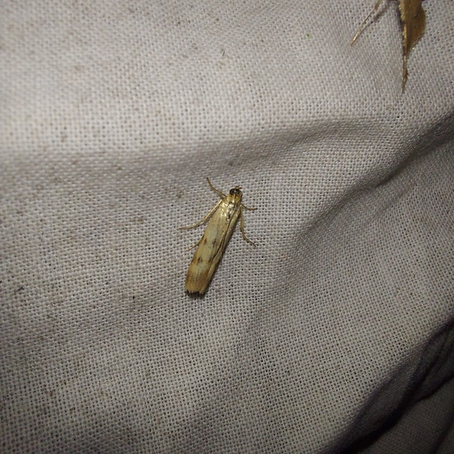 Homoeosoma sinuella - agyagsárga karcsúmoly