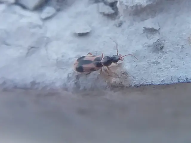 Notoxus monoceros - sárgahasú nyakszarvúbogár