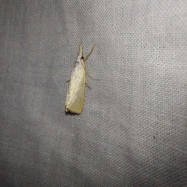 Xanthocrambus saxonellus - sárga fűgyökérmoly