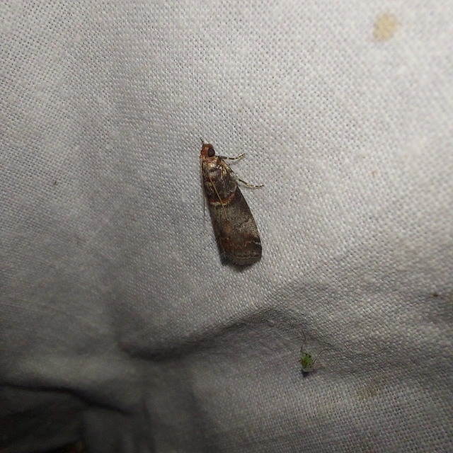 Acrobasis advenella - gerleszínű karcsúmoly