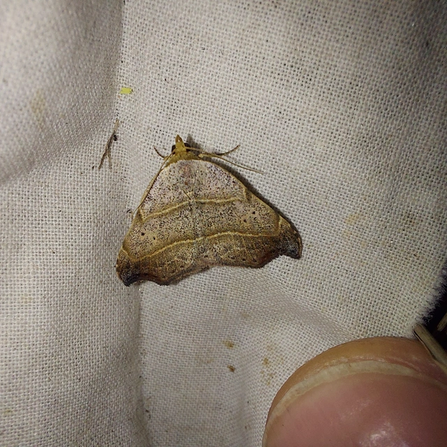 Laspeyria flexula - zuzmóbagoly